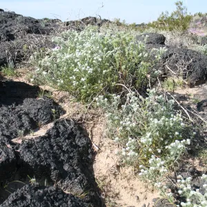 Wildflowers near Amboy Crater