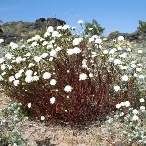 Chaenactis fremontii, Crypthantha