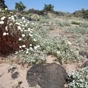 Chaenactis fremontii, Crypthantha