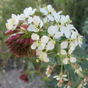 Camissonia boothii