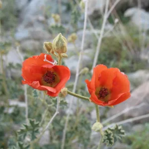 Sphaeralcea ambigua, along Amboy Rd, Sheep Hole Mountains