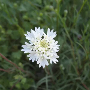 Chaenactis, along Amboy Rd, Sheep Hole Mountains