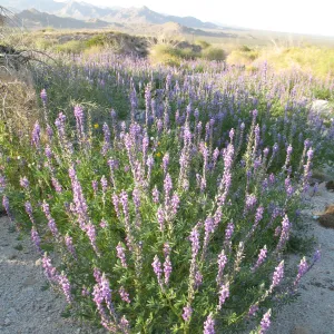 Lupinus hirsutissimus, Sheephole Pass