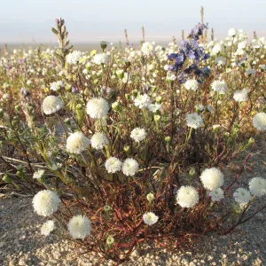 Chaenactis, Sheephole Pass