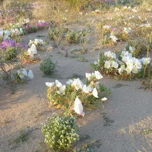 Oenothera deltoides, Dale Dry Lake
