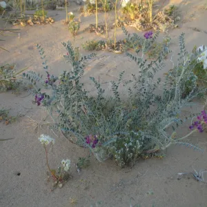 Astragalus, Dale Dry Lake