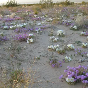 Oenothera deltoides, Abronia villosa, Dale Dry Lake