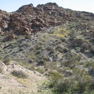 Trail to 49 Palms Oasis, Joshua Tree National Park