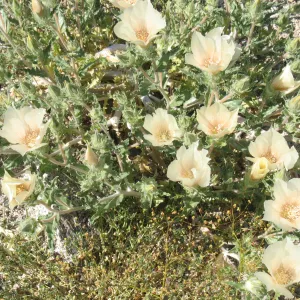 Mentzelia involucrata