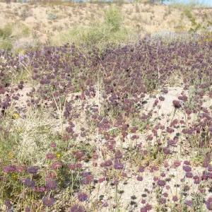 Salvia columbaria (Chia)