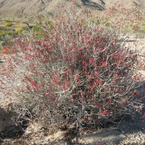 Justicia californica