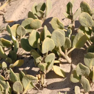 Oso Flaco Lake, Abronia maritima