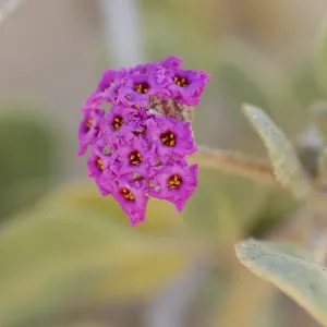 Oso Flaco Lake, Abronia maritima