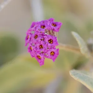 Oso Flaco Lake, Abronia maritima