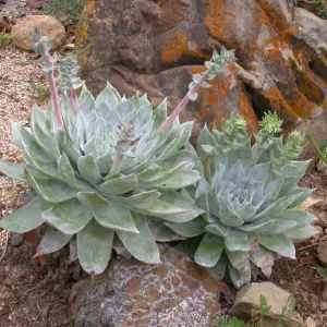 Dudleya brittonii