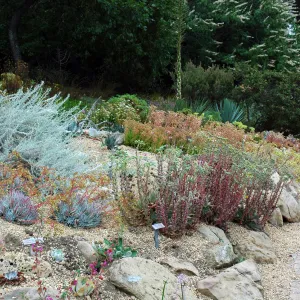 Dudleya display
