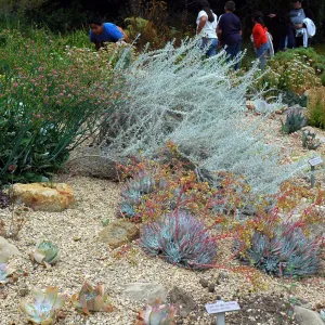 Dudleya 'Frank Reinelt'