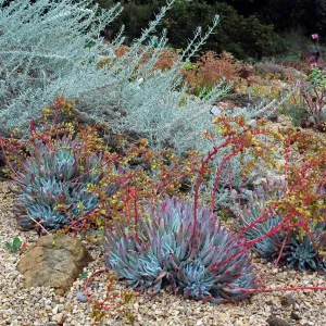 Dudleya 'Frank Reinelt'