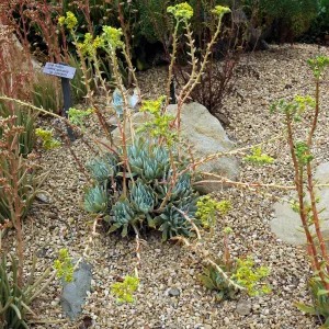 Dudleya traskiae in the Dudleya Display