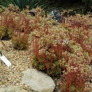 Dudleya anomala in the Dudleya Display