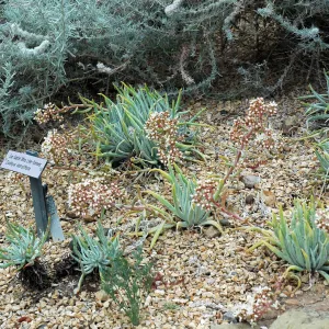 Dudleya densiflora in the Dudleya Display