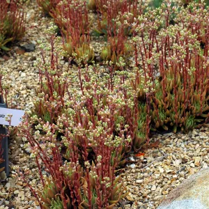 Dudleya anomala in the Dudleya Display