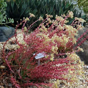 Dudleya x semiteres in the Dudleya Display