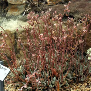 Dudleya attenuata ssp. orcuttii in the Dudleya Display