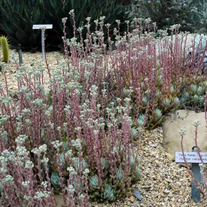 Dudleya campanulata in the Dudleya Display