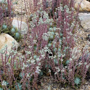 Dudleya campanulata in the Dudleya Display