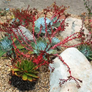 Dudleya brittonii in the Dudleya Display