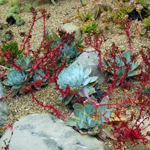 Dudleya brittonii in the Dudleya Display