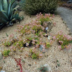 Dudleya formosa in the Dudleya Display