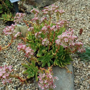 Dudleya formosa in the Dudleya Display