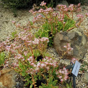 Dudleya formosa in the Dudleya Display