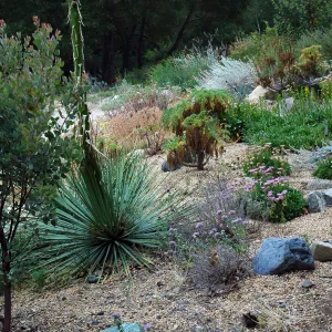 Dudleya display looking north
