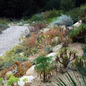 Dudleya display