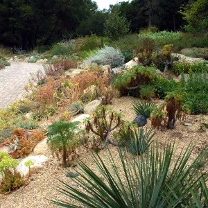Dudleya display