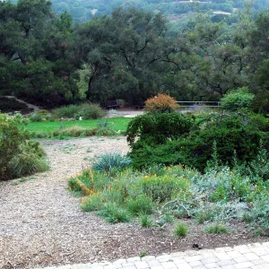 Meadow Lawn from dudleya display