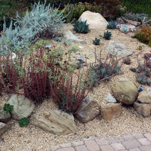 Dudleya display north end