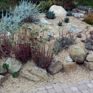 Dudleya display north end