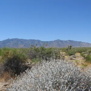 Brickellia incana, Ivanpah Rd Mojave Desert Preserve 