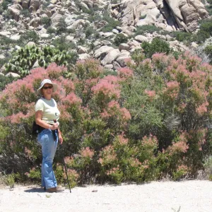 Fallugia paradoxa, Betsy Collins, Ivanpah Rd Mojave Desert Preserve 