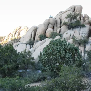 Juniperus osteosperma, Caruthers Canyon, New York Mtns 