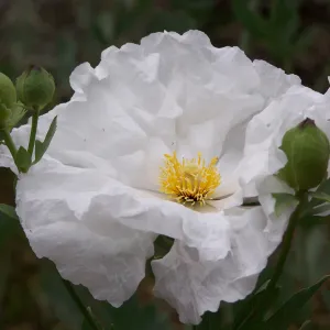Matillija Poppy
