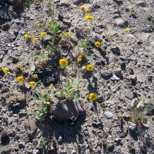 Geraea