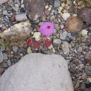 Malvastrum rotundifolium, Desert Fivespot