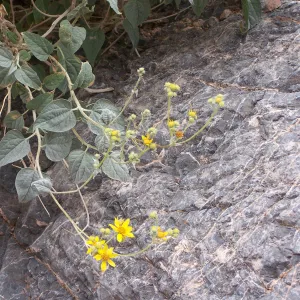 Viguiera reticulata