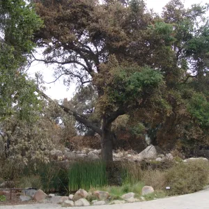 Pond and Meadow Oaks, Santa Barbara Botanic Garden, after the Jesusita Fire