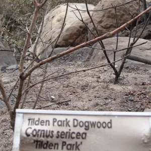 burned dogwood tree, Santa Barbara Botanic Garden, after the Jesusita Fire